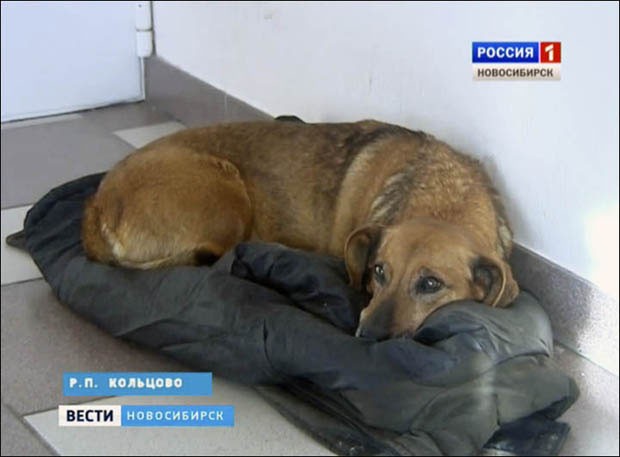 Cadelinha Masha visita o hospital (Foto: Russia TV/Reprodução)