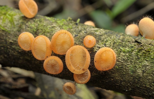 Cogumelos Selvagens da Mata Atlântica 