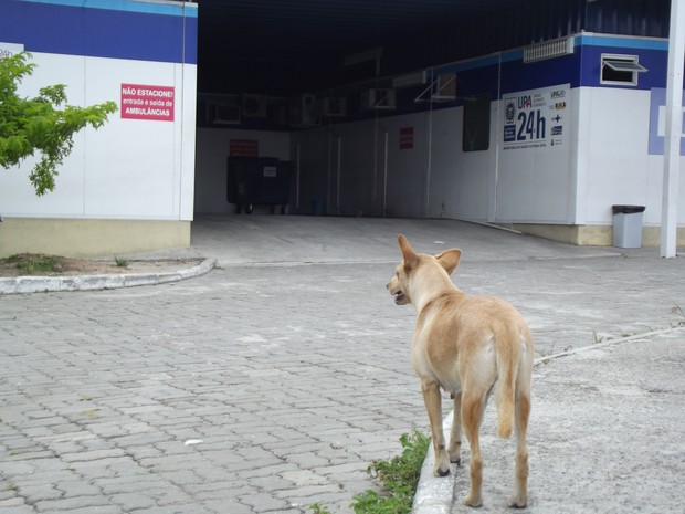 cadela em frente a unidade de pronto atendimento de cabo frio (Foto: Heitor Moreira/G1)