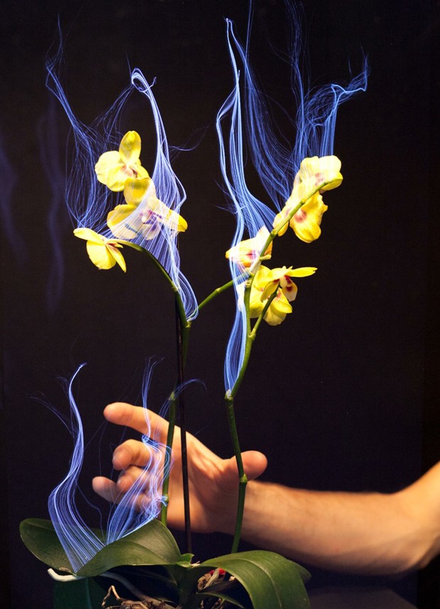 Demonstração da planta 'sensível ao toque' da Disney (Foto: Divulgação)
