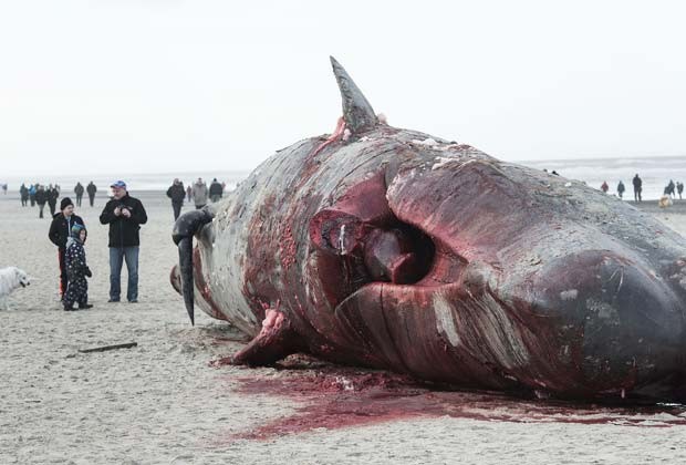 Público observa autópsia feita por biólogos em baleia cachalote encalhada em praia da Dinamarca (Fot AFP Photo / Scanpix Denmark / Claus Fisker / DENMARK OUT)
