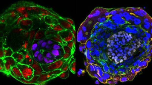 À esquerda em roxo e à direita em lilás, o epiblasto se desenvolve no embrião.  (Foto: Universidade de Cambridge/BBC)