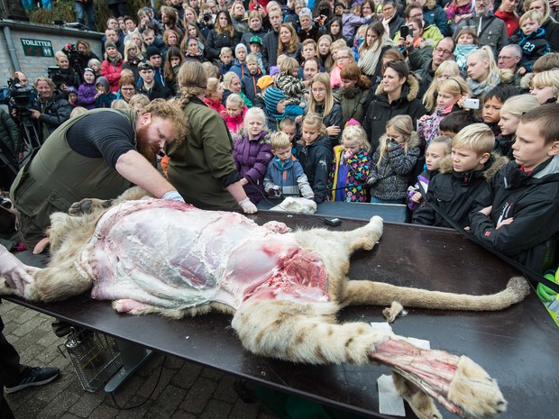 Várias crianças asistem um leão ser dissecado no zoológico de Odense, na Dinamarca. O felino foi morto em fevereiro deste ano e a notícia que ele seria dissecado causou revolta nas redes sociais (Foto:  Noel Fisker/Scanpix/AFP)