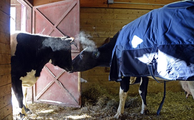 Em foto de 5 de fevereiro, as vacas Tricia (esquerda) e Sweety fazem amizade no Farm Sanctuary, em Watkins Glen, estado de Nova York (Foto: AP Photo/Farm Sanctuary)