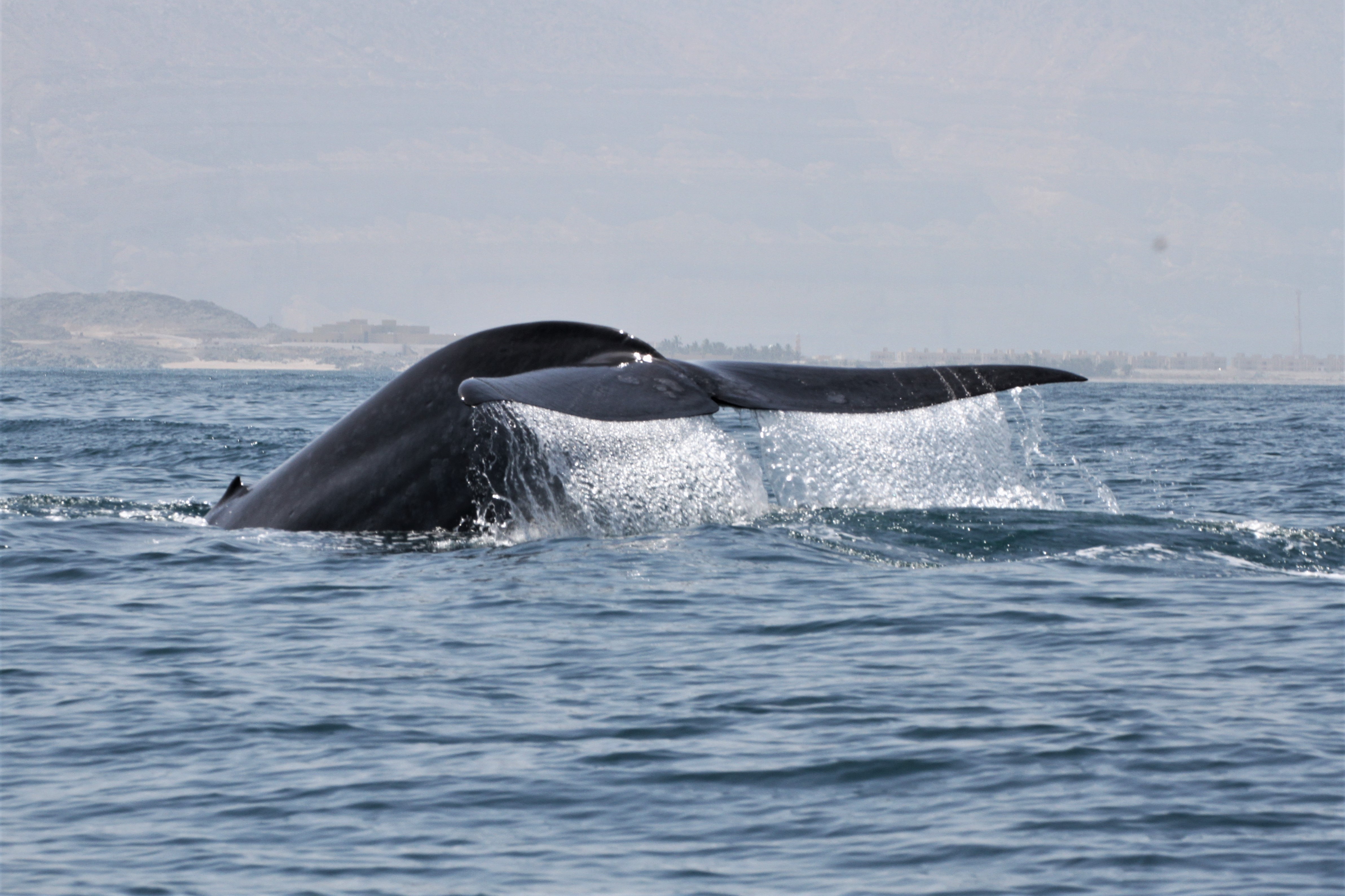 Nova população de baleias-azuis é descoberta a noroeste do Oceano Índico (Foto: Robert Baldwin/Environment Society of Oman)