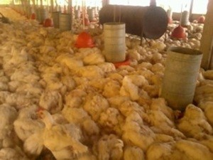 Mais de 20 mil frangos morreram pela falta de energia (Foto: Reprodução)