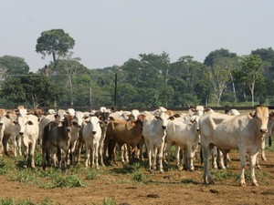 Gado em propriedade rural de Mato Grosso (Foto: Leandro J. Nascimento/G1)