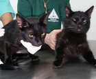 Gatos passam por exames após queda de prédio (Raquel Rocha/ Arquivo Pessoal)