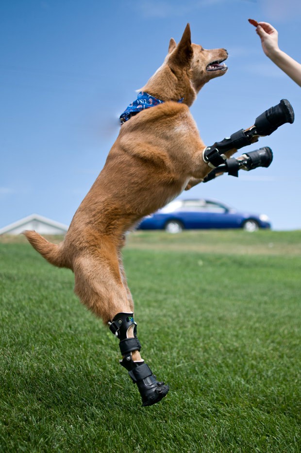 Naki'o teve as quatro patas amputadas e hoje corre e anda normalmente com próteses (Foto:  AP Photo/OrthoPets, Lindsey Mladivinich)