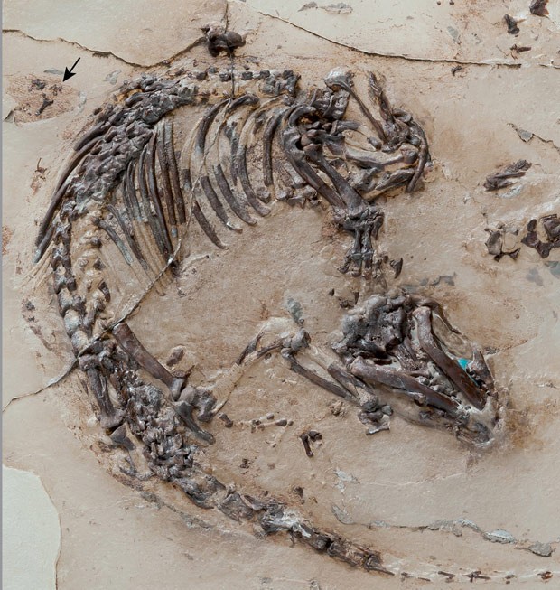  Fóssil de mamífero do período Cretáceo tinha esqueleto, pele e pelos bem preservados  (Foto: Reuters/Georg Oleschinski)