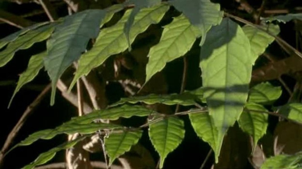 Alerta, intruso!  (Foto: BBC)