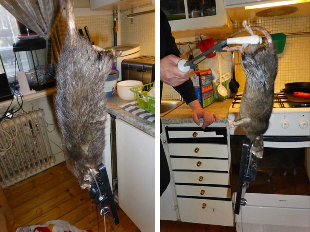 Bicho saiu correndo com a ratoeira no pescoo antes de morrer (Foto: Reproduo/Facebook/Justus Bengtsson-Korss)