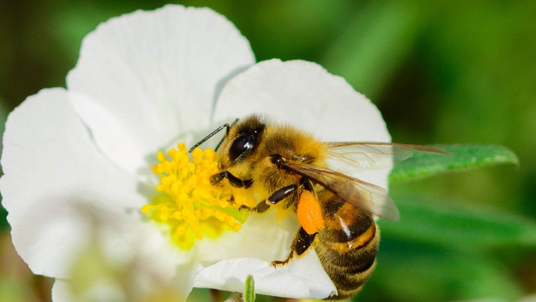 abelha-flor-inseto-mel-colmeia (Foto: Pierre Guezingar/CCommons)