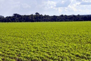 Período de vazio sanitário da soja é alterado no estado  (G1)