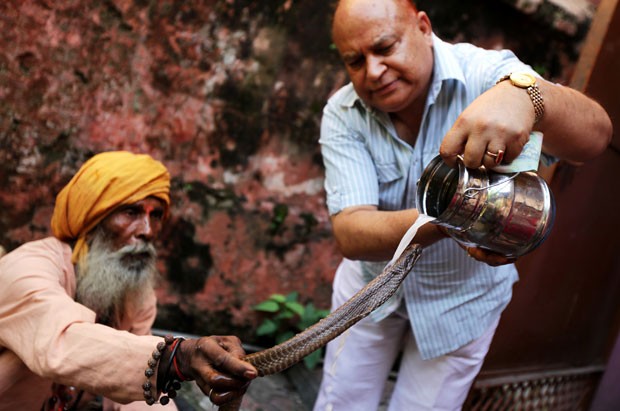 Indianos deram banho de leite em cobras, nesta quinta-feira (20), durante ritual hindu no templo de Shiva, em Jammu, na Índia. (Foto: AFP)
