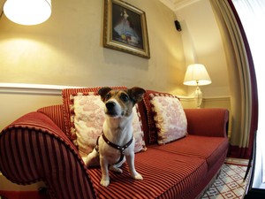 A cachorra Ella no sof de um dos quartos adaptados para ces (Foto: Leonhard Foeger/Reuters)