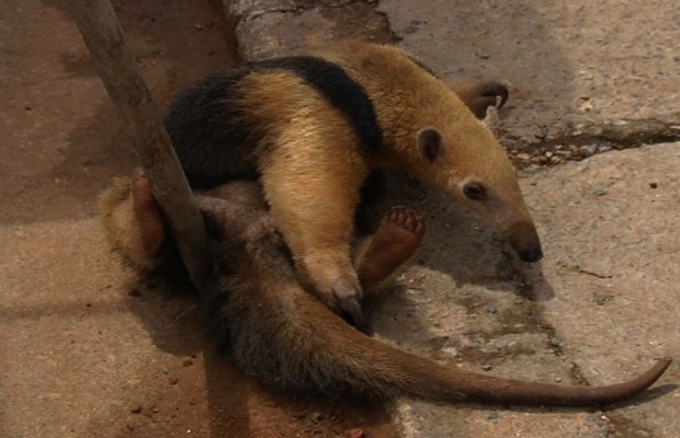 Animal foi encontrado quando donos de uma empresa chegavam para trabalhar, em Goiás (Fot Reprodução/TV Anhanguera)