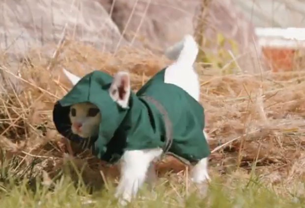 Paródia mostra gatinhos como assassinos (Foto: Reprodução/YouTube/Mr.TVCow) Paródia mostra gatinhos como assassinos (Foto: Reprodução/YouTube/Mr.TVCow)