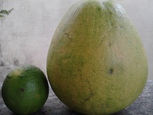 Laranja gigante chega a quase dois quilos (Foto: Maria Aparecida dos Santos/VC no G1)