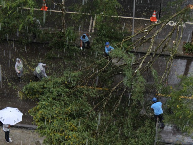 Tempestade derrubou árvore da Rua Padre Anchieta, no bairro Bigorrilho, na tarde desta quarta-feira (5) (Foto: Miguel Basso Locatelli)