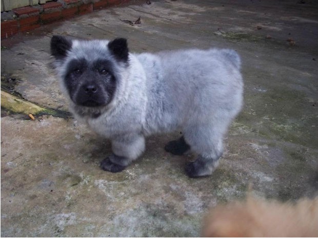 Filhote de Chow-Chow nasce com coloração diferente (Foto: Rosymeire Baptista)