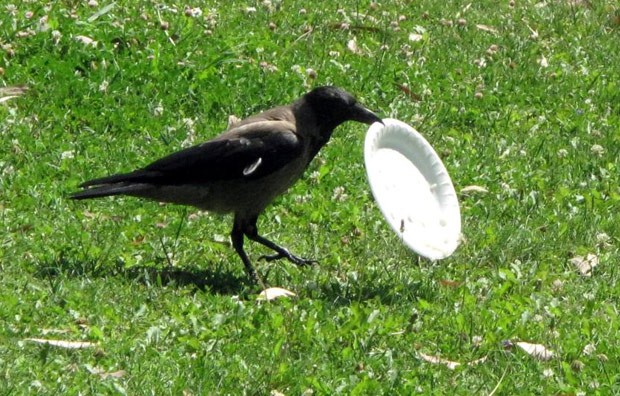 Cena ocorreu em parque em Izmir, na Turquia (Foto: Reprodução/Reddit/Sencerb88) Cena ocorreu em parque em Izmir, na Turquia (Foto: Reprodução/Reddit/Sencerb88)