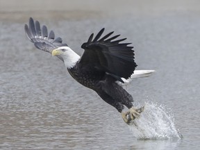 Águia é fotografada em posição 'majestosa' após capturar peixe