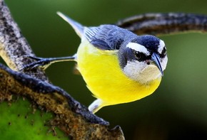 Sem Medo Cambacica Encara Fotografo Em Aracatuba Sp Especiais G1 Низкие цены в аптеках на либридерм мицеклин sebo масло гидрофильное очищающее для жирной и комбинированной кожи туба 100мл. g1 globo