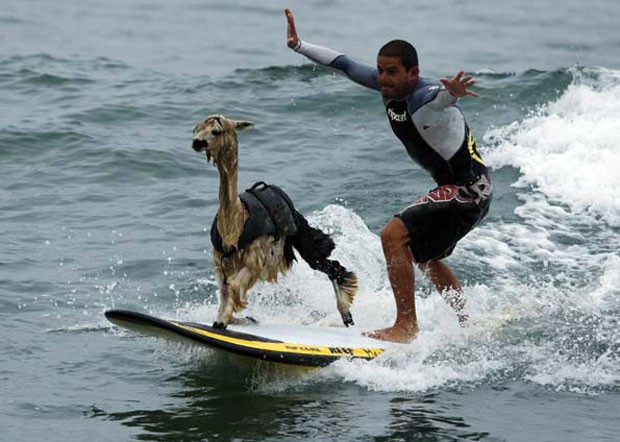 Peruano Domingo Pianezzi ensinou sua alpaca de estimação chamada ‘Pisco’ a surfar (Foto: Pilar Olivares/Reuters)
