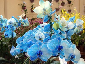 orquídea azul (Foto: Divulgação) orquídea azul (Foto: Divulgação)