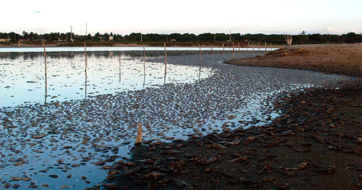 G Milhares De Peixes Morrem Em Lagoa No Interior Do Rio Grande Do