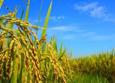 arroz_agricultura_conab (Foto: Shutterstock)