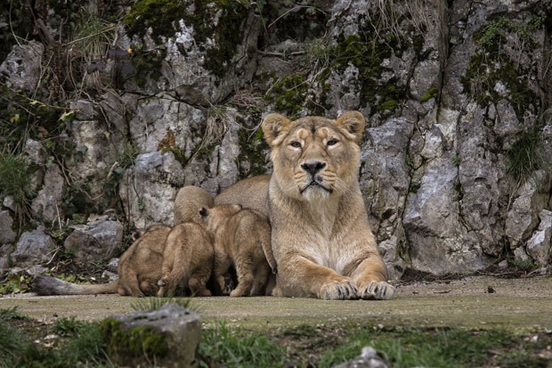 Os leões asiáticos são uma das espécies mais raras do mundo, segundo a WWF (Fot AP Photo/Laurent Cipriani )