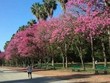 Parque Farroupilha (Redenção), em Porto Alegre, com árvores repletas de flores (Foto: Camila Martins/RBS TV)
