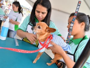 Orientação veterinária (Foto: Divulgação)