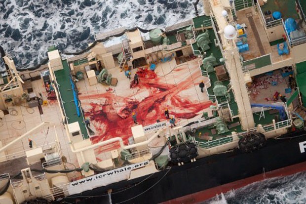 Outra imagem feita do interior do navio japonês mostra sangue que seria das baleias capturadas no Oceano Antártico (Foto: Tim Watters/Sea Shepherd/AFP)
