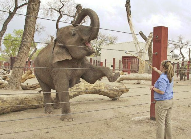 Eefanta asiática 'Rozie' vem fazendo aulas de pilates no zoológico de Albuquerque (Foto: Reprodução/Facebook/ABQ BioPark)