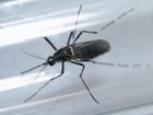 Espírito Santo tem 143 casos de infecção por zika confirmados