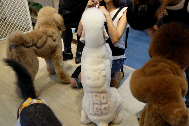 Cão com desenho da Hello Kitty (Foto: Tyrone Siu/Reuters)