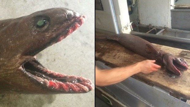 Tubarão-cobra foi encontrado por pescadores australianos: corpo parece o de uma enguia (Foto: www.setfia.org.au/Divulgação)
