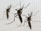 MS notificou um caso suspeito de dengue a cada 3,2 minutos em 2016