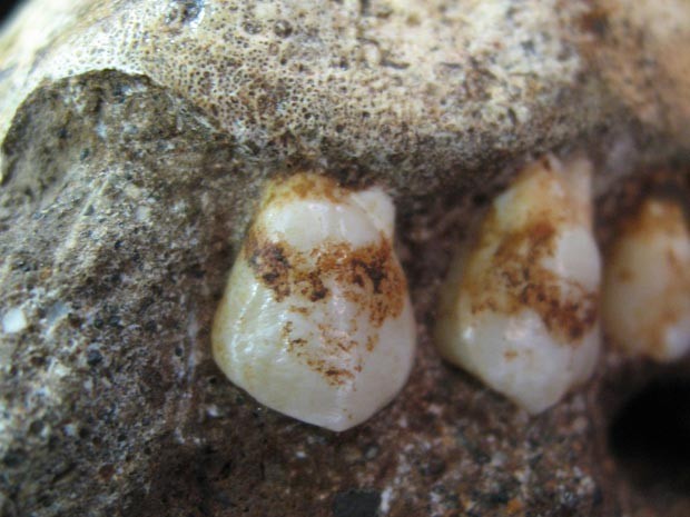 Dentes do 'Australopithecus sediba' analisados no estudo (Foto: Amanda Henry/divulgação)