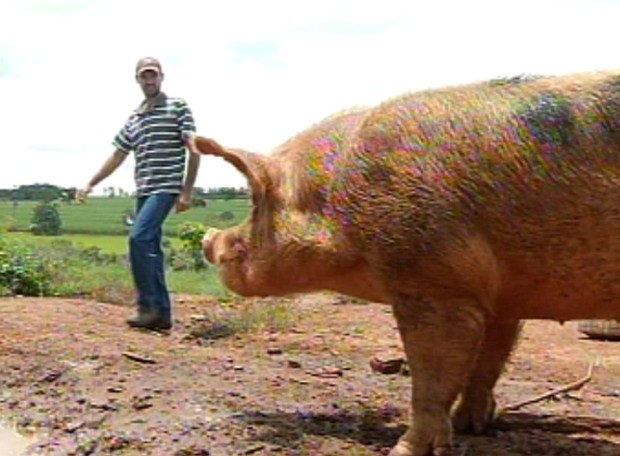 Criador diz que nunca viu um animal deste tamanho; veterinário também (Foto: Reprodução / TV Tem)