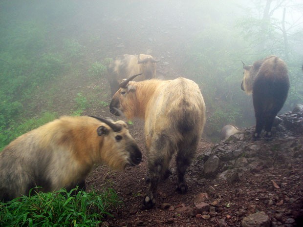 Grupo de takins, encontrado nas montanhas chinesas (Foto: WWF/Peking University)