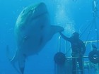 Pesquisador filma tubarão-branco monstruoso em mergulho no Caribe