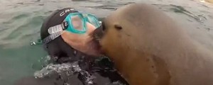 Veja 'foca beijoqueira' e mais 
cenas curiosas com esse animal (Reprodução/Imgur/Natsdorf)
