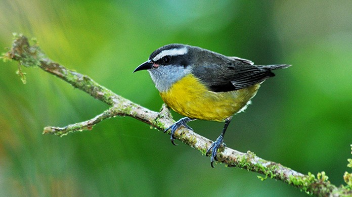 Cambacica Constroi Dois Tipos De Ninhos Para A Reproducao E Repouso Fauna G1 Passarinho amarelo morto um ninho ou um filhote. g1 globo