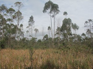 Eucaliptos são comuns em terrenos da região (Foto: Márcio Pinho/G1)