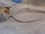 Gato encara cobra por mais de 7 minutos e vence luta na Rússia Gato encara cobra por mais de 7 minutos e vence luta na Rússia