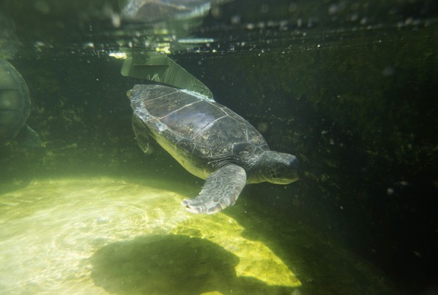 Nadadeira ajuda tartaruga Hofesh a nadar (Foto: Reuters/Baz Ratner)